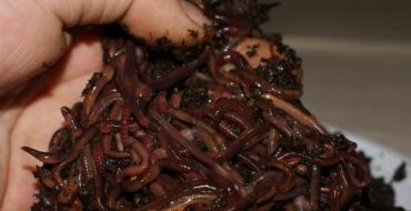 Breeding California worms at home as a business Nutrition of California worms