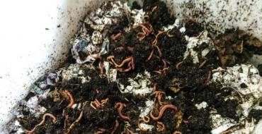 Kalifornische Würmer als Geschäft züchten